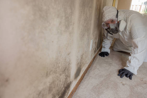 Richmond, MN Mold Removal Services Company